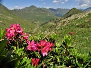 67 Distese di Rhododendron ferrugineum (Rododendro rosso) sulla traccia per Val Ponteranica